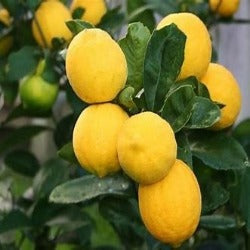 Citrus Meyer Lemon Dwarf 'Lemonicious'
