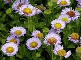 Erigeron Karvinskianus