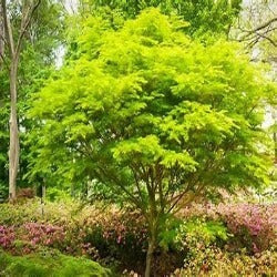 Acer Palmatum 'Japanese Maple'