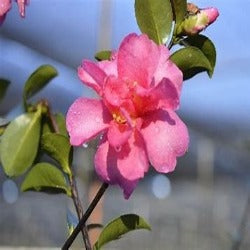 Camellia Sasanqua 'Hiryu'