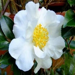 Camellia Sasanqua'Setsugekka'