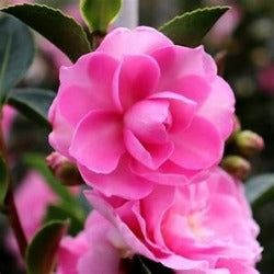 Camellia Sasanqua 'With Love'