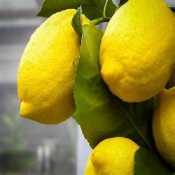 Citrus Lemon 'Eureka'