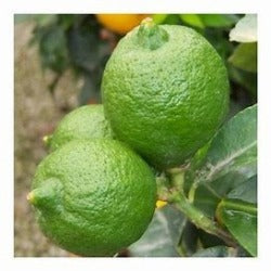 Citrus Latifolia Lime 'Tahitian'