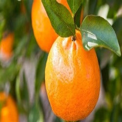 Citrus Mandarin 'Imperial'