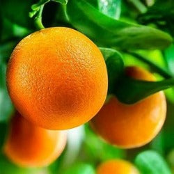 Citrus Orange 'Washington Navel'