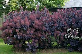 Cotinus Coggygria 'Royal Purple' - Purple Smoke Bush