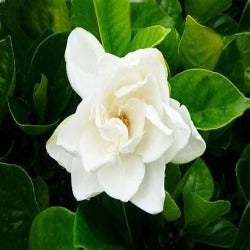 Gardenia 'Magnifica'