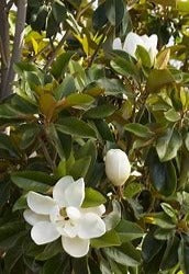 Magnolia Grandiflora 'St Marys'