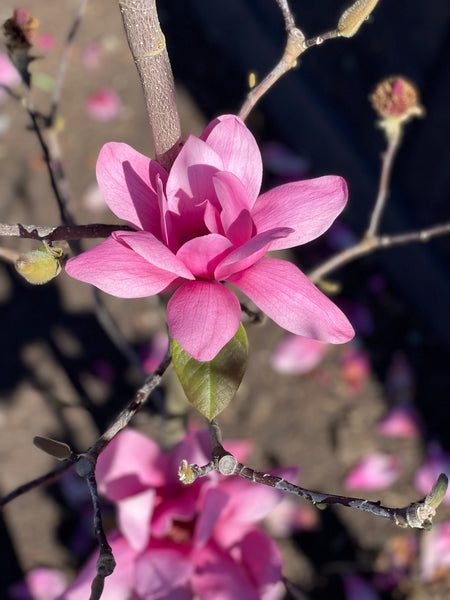 Magnolia 'Vulcan' - Deep Pink Magnolia
