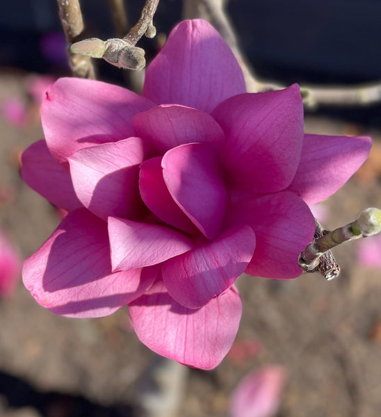 Magnolia 'Vulcan' - Deep Pink Magnolia