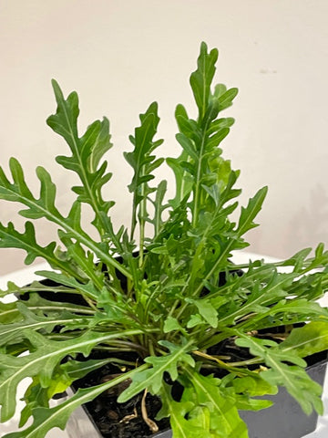Rocket Salad (Eruca Vesicaria)