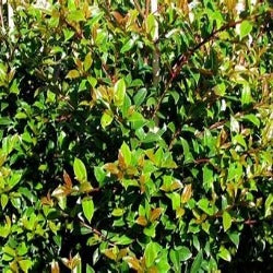 Syzygium Australe Select - 'Backyard Bliss' Lilly Pilly