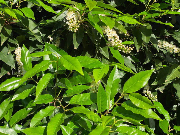 Prunus Lusitanica 'Portugese Laurel'