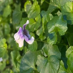 Viola Hederacea ‘Native or Ivy Leaf Violet’