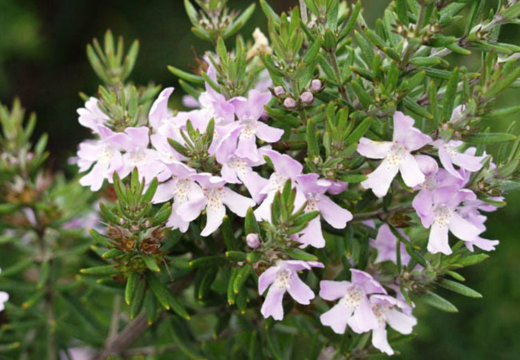 Westringia 'Wynyabbie Gem' - Mauve Flower
